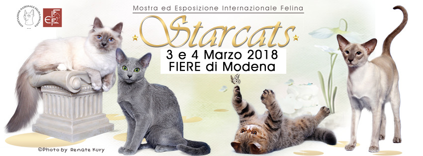 expo felina starcats show 2018