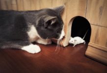 il gatto terrorizza i topi