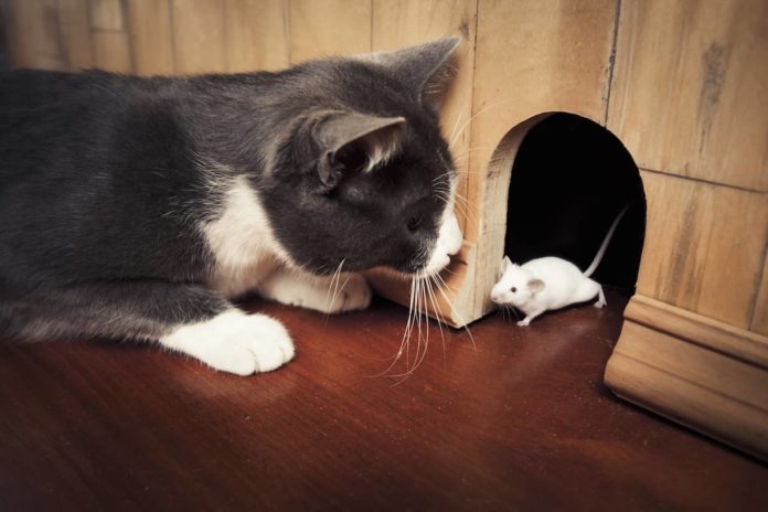 il gatto terrorizza i topi