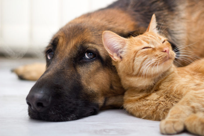 convivenza di cani e gatti diffonde i parassiti