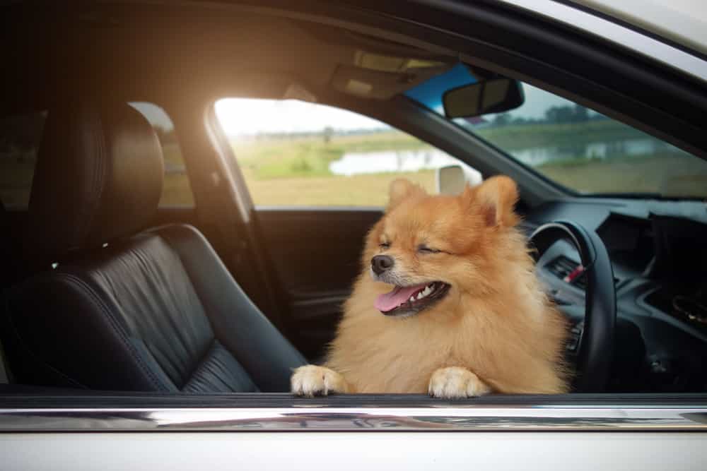 viaggiare in auto con il cane