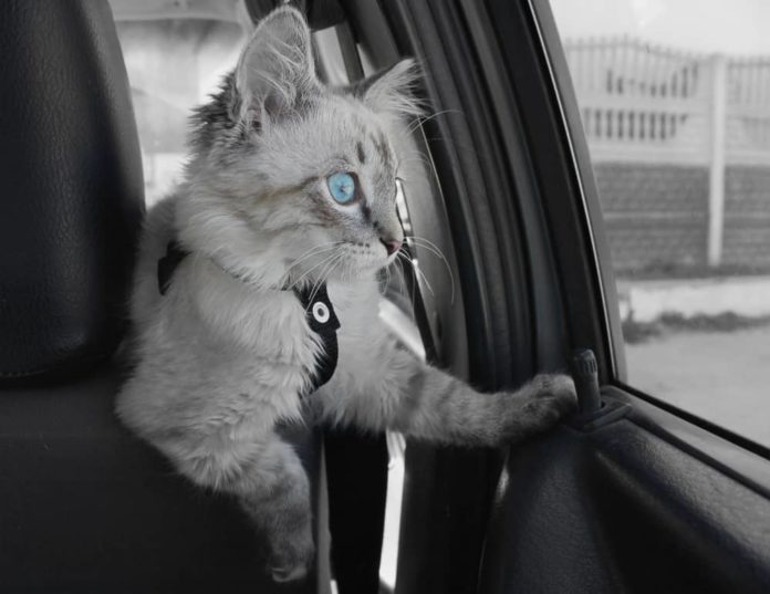 viaggiare in auto con il gatto