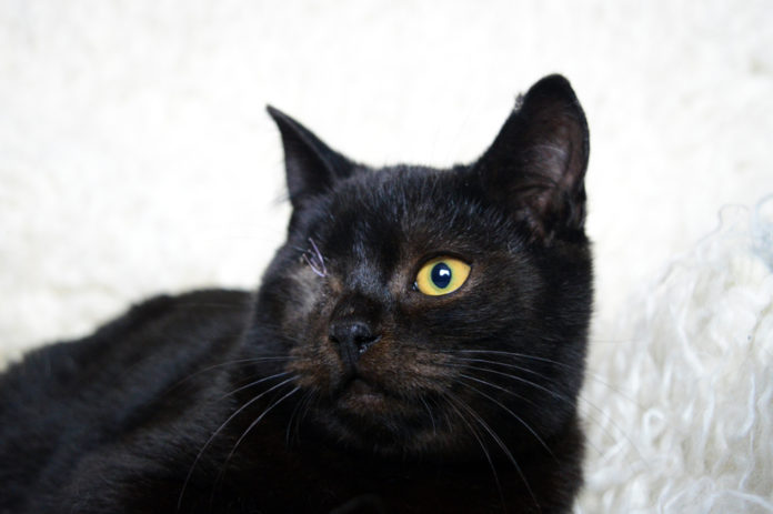 Gatto femmina nero - cieco
