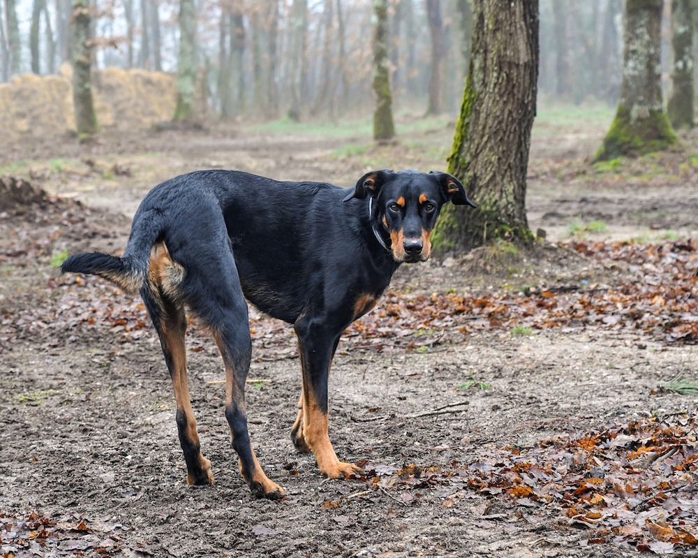 cane nel bosco