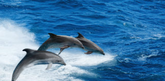 delfini spiaggiamenti