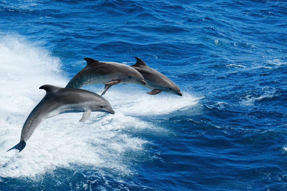 delfini spiaggiamenti