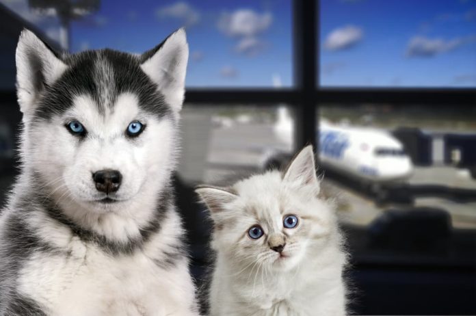 in aereo con cane o gatto