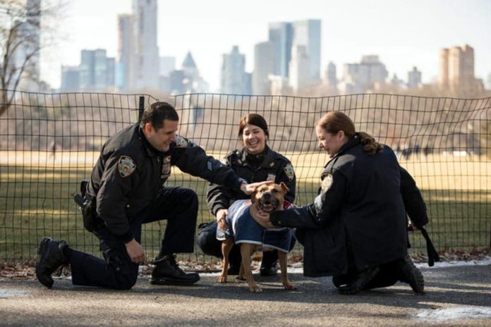 polizia di new york salva un cane
