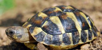 rischi legati al letargo delle tartarughe
