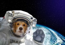 animali astronauti