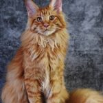 maine coon verticale