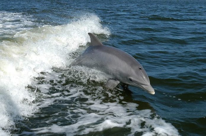 i delfini si chiamano per nome