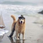 al mare con il cane-2