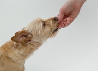 allergia alimentare nel cane