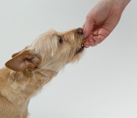 allergia alimentare nel cane
