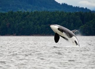 orche litigano