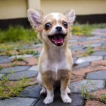 cani più popolari su instagram Chihuahua
