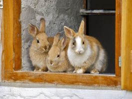 casa a prova di coniglio