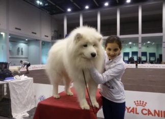 Esposizione Internazionale Canina