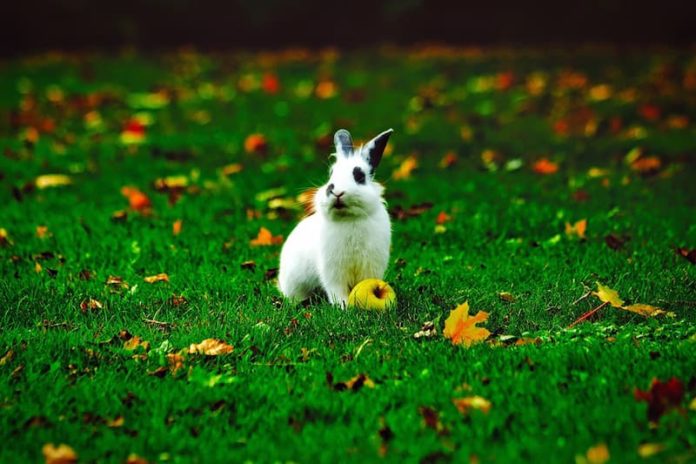 primo coniglio