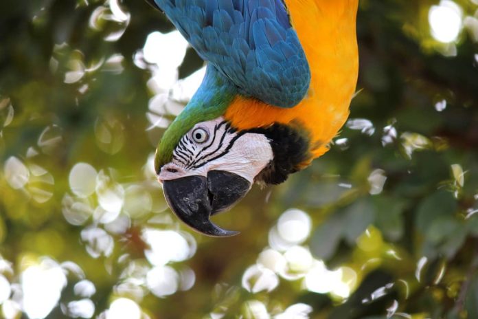 pappagalli Ara