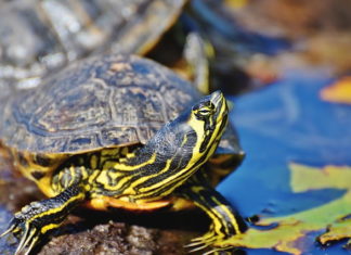 tartarughe d'acqua