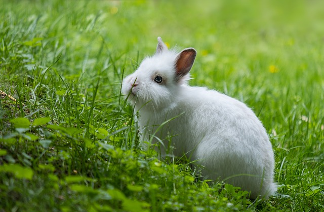 alimenti vietati nella dieta del coniglio