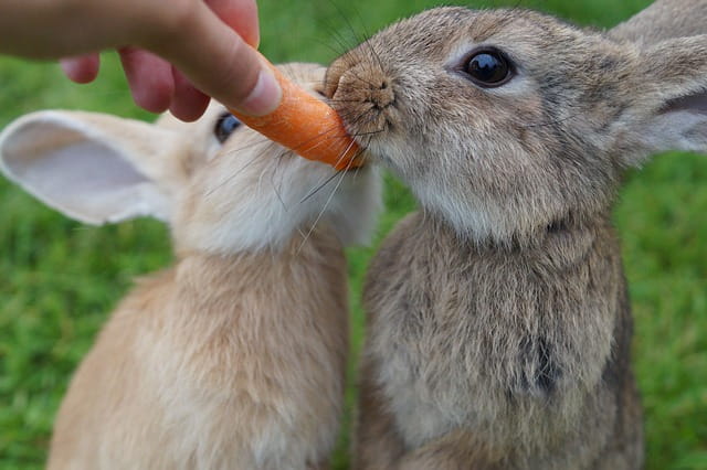 verdure per il coniglio