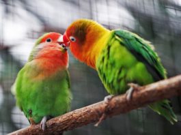 inseparabili polyomavirus pappagalli