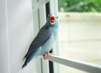 pappagallino del pacifico