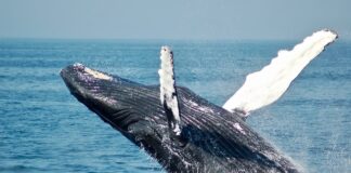balene caccia