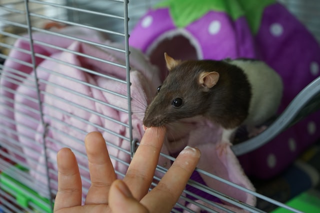 ratto e neoplasie