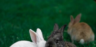 rogna sarcoptica nel coniglio