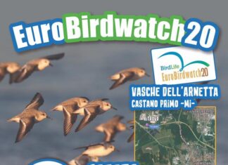 eurobirdwatch