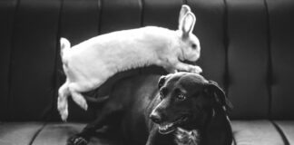 convivenza-tra-cane-e-coniglio