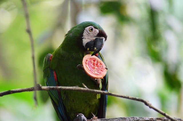 insegnare al pappagallo a mangiare la frutta