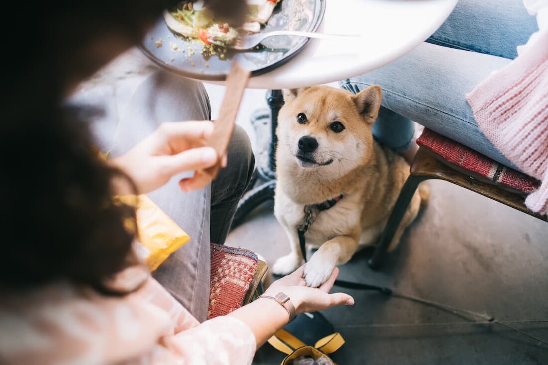 cani-possono-entrare-nei-ristoranti