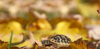 letargo delle tartarughe cosa fare autunno