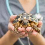 letargo delle tartarughe cosa fare veterinario