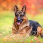 tumori testicolari nel cane (1)