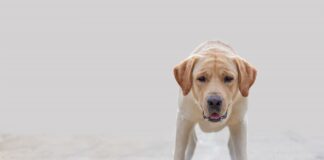 tumori testicolari nel cane Labrador epilessia