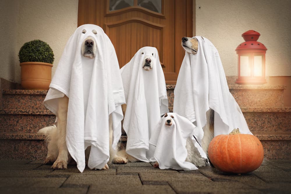 halloween cane fantasma