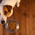 intestinale cane cibo