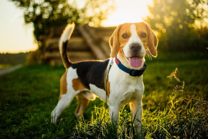 cani più amati Beagle test sugli animali