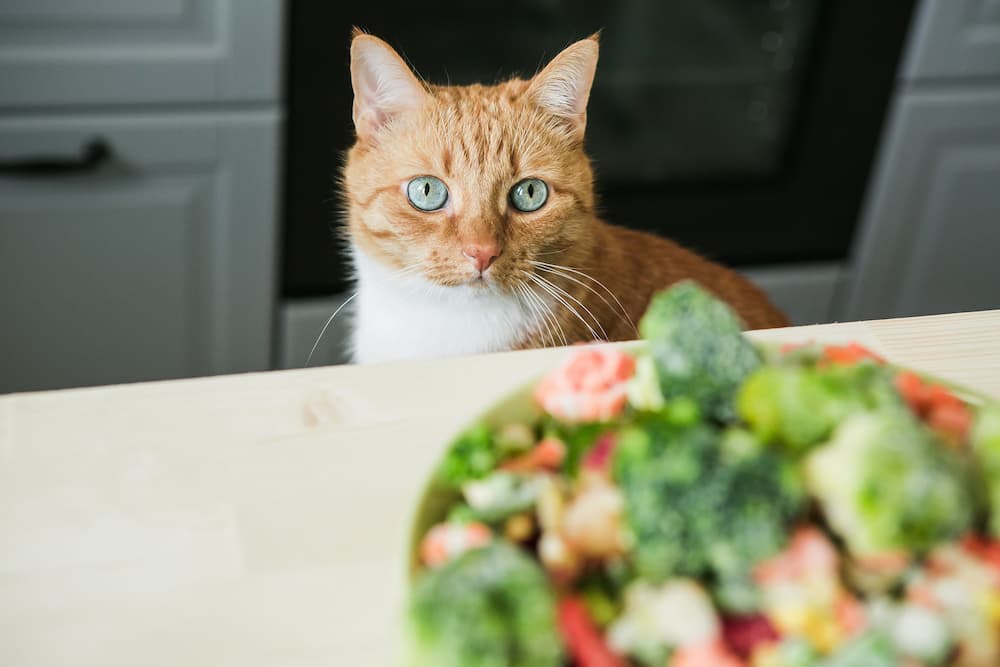 gatto dimagrire verdure