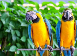 linguaggio pappagalli Ara parlanti