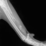 osteosarcoma cane radiografia