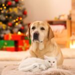 regali Natale cane gatto