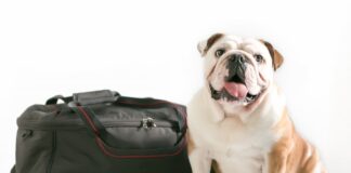 viaggiare cane borsa