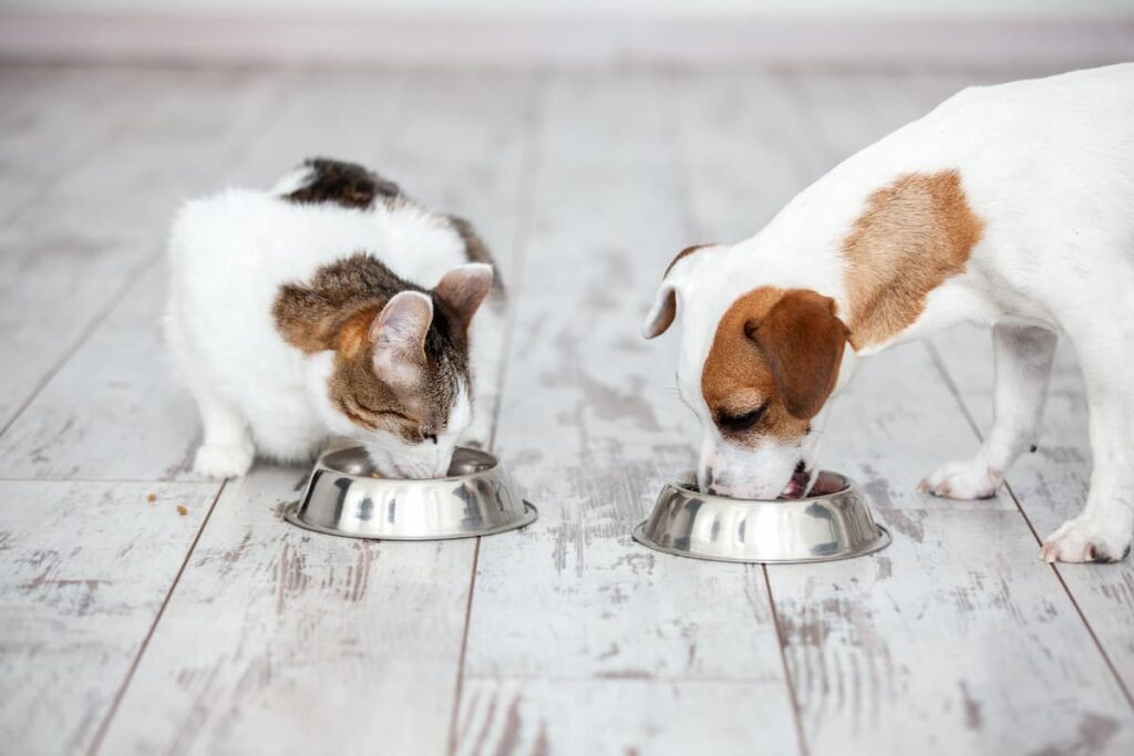 Alimenti funzionali cani e gatti